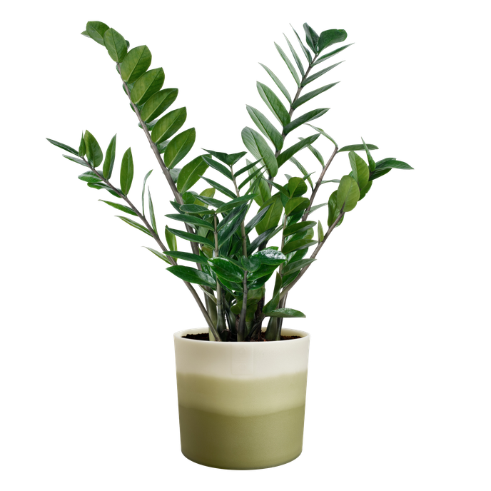 colour gradient rond 16cm bamboegroen